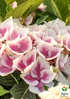 LMTD Гортензия крупнолистная цветущая 3-х летняя "Saxon Candy Heart Pink" (30-40см)20