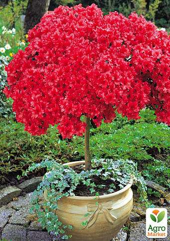 LMTD Рододендрон на штамбі квітучий 3-х річний "Red Baron" (40-60см) - фото 3