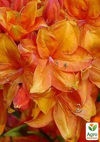 Рододендрон оранжевый листопадный"Golden Eagle"