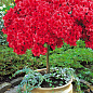LMTD Рододендрон на штамбі квітучий 3-х річний "Red Baron" (40-60см) цена