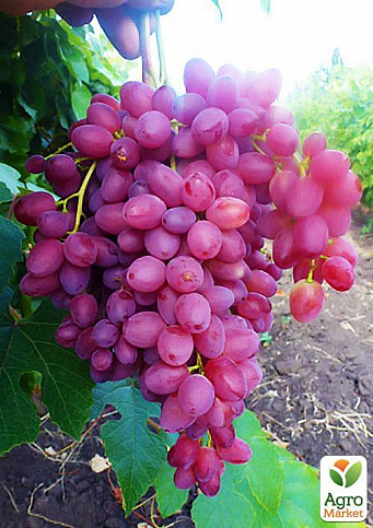 Виноград "Велес" (кишмиш, ранний срок созревания, грозди очень крупные, весом до 1500 г) - фото 3