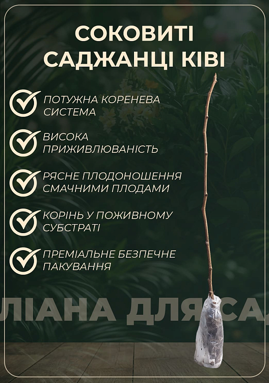 Ківі чоловічий запилювач "Вождь" (Один саджанець запилює до 5-6 рослин!)