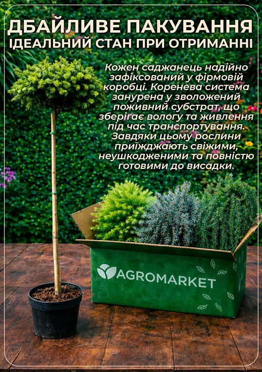 Ялина європейська звичайна на штамбі (Picea abies) С2, висота 60-80см
