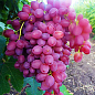 Виноград "Велес" (кишмиш, ранний срок созревания, грозди очень крупные, весом до 1500 г) цена