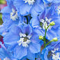 Дельфиниум махровый "Sky Blue White Bee"