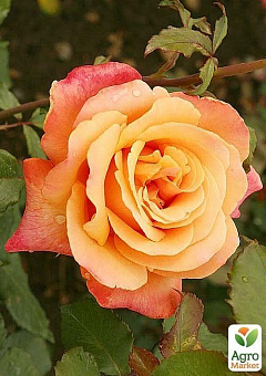 Роза чайно-гибридная "Lolita"8