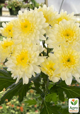 Хризантема букетна під зріз "Zembla Cream"