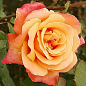 Троянда чайно-гібридна "Lolita"