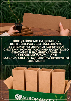 Каштан їстівний "Ліонський" висота 20см22