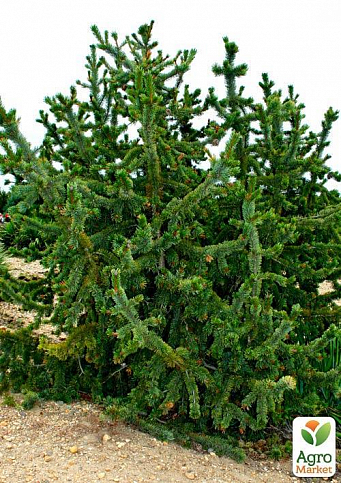 Сосна Остиста (Pinus Aristata) горщик P9 - фото 2