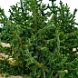 Сосна Остиста (Pinus Aristata) горщик P9 купить
