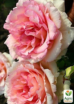 Троянда грунтопокривна "Souvenir de Baden-Baden" (саджанець класу АА +) вищий сорт1