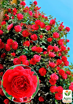 Троянда плетиста "Бельканто" (саджанець класу АА+) вищий сорт 1
