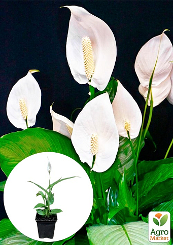 Спатифілум "Pearl" висота 25-45см