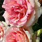 Роза почвопокровная "Souvenir de Baden-Baden" (саженец класса АА+) высший сорт