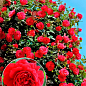 Троянда плетиста "Бельканто" (саджанець класу АА+) вищий сорт 