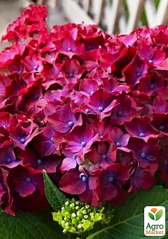 Гортензия крупнолистная 2-х летняя "Speedy Red Purple" высота саженца 25-45см28