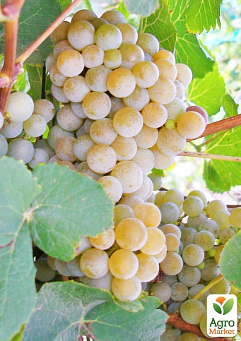 Виноград "Дублянський" (винний сорт, ранній термін дозрівання)  - фото 2