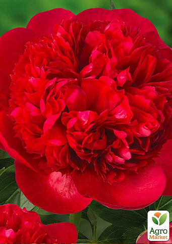 Півонія трав'яниста "Red Supreme" 1шт в упаковці