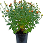Хризантема Садовая "Fonti Orange" (горшок ф12 высота 20-30см) купить