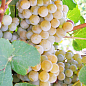 Виноград "Дублянський" (винний сорт, ранній термін дозрівання)  купить