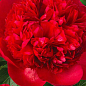 Півонія трав'яниста "Red Supreme" 1шт в упаковці