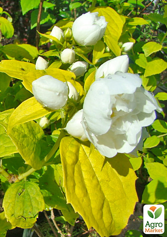 Жасмин гібридний садовий (чубушник) "Yellow Hill" 2х річний (вазон С2) - фото 4
