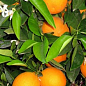 Эксклюзив! Апельсин сочного ярко-оранжевого цвета "Вкус рождества" (Christmas taste) (премиальный, комнатный, быстрорастущий сорт)