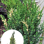 Можжевельник китайский "Stricta Variegata" вазон С5 высота 40-60см