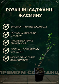 Жасмин садовий махровий "Помпон" (Саджанець)7