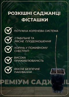 Эксклюзив! Фисташка "Амелия" (Amelia) (высокоурожайный, морозостойкий сорт)10