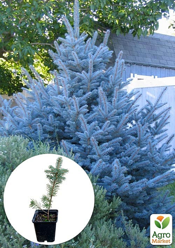 Ель голубая "Colorado Blue" (горшок P9)