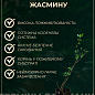 Жасмин садовий махровий "Помпон" (Саджанець) цена