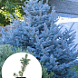 Ель голубая "Colorado Blue" (горшок P9)