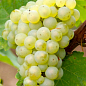 LMTD Виноград "Riesling" (сортовий, укорінений)