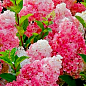 Гортензия метельчатая "Pink Lady" вазон Р9