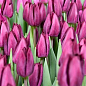 Тюльпан "Purple" укорененный