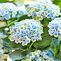 LMTD Гортензия macrophylla "Magical Revolution Blue" 5-и летняя (высота 45-55см)