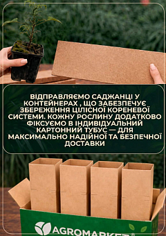 Бузина черная "Wyldewood" контейнер Р98