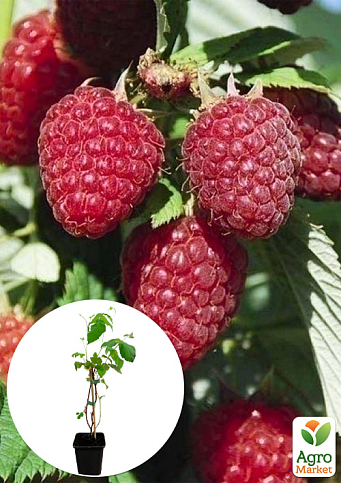 LMTD Малина "Malling Promise" (сортовая, укорененная)