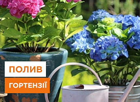 Чим поливати гортензії: вибирайте найкращий догляд для ваших рослин - корисні статті про садівництво від Agro-Market