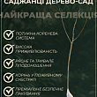 Уценка Дерево-сад Яблоня купить