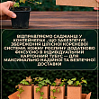 Плющ пестролистный цена