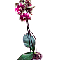 Орхидея (Phalaenopsis) "Leo" цена