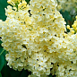 Бузок жовтий "Примроз (Primrose)"