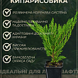 Кіпарисовик Lawsoniana "Pembury Blue" вазон P9 купить