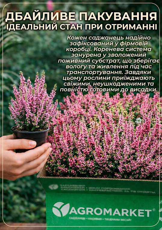 Вереск обыкновенный "Vivika" - фото 4