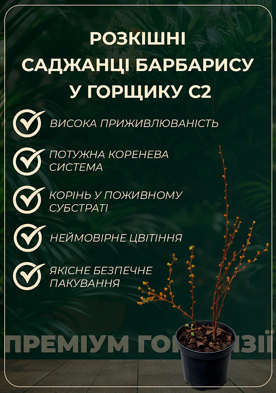 Барбарис Тунберга 2-х летний "Golden Dream" С2