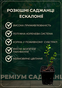 Ескалонія "Apple Blossom"17