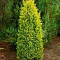 Можжевельник обыкновенный 4-х летний "Gold Cone" С3, высота 30-40см цена